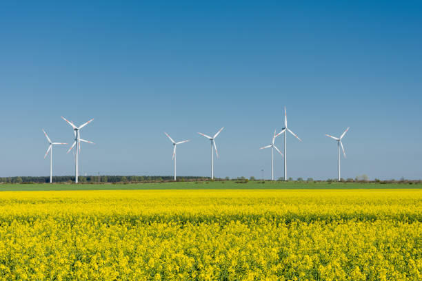 champ jaune de canola fleurissant avec des éoliennes dans le fond e - windmill cultivated land crop day photos et images de collection
