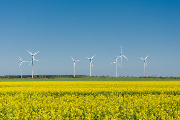 istock blooming yellow canola field with wind turbines in th background 1207977726
