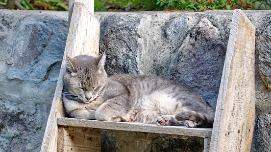 Grey house cat on wooden steps in a garden in Cotacachi, Ecuador