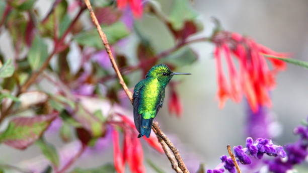 istock Western emerald in a flowering bush 1207978129