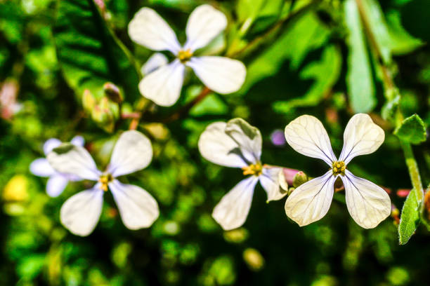 Wild white and purple flower on grass background