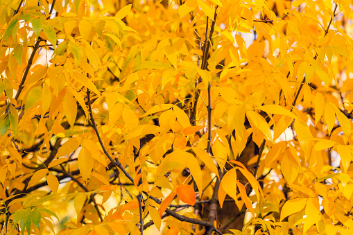 Bright yellow foliage of golden ash. Natural autumn background.