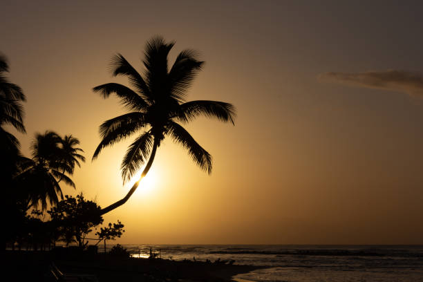 istock Sunrise on a tropical beach. Sun rising behind a coconut palm tree. 1207980959