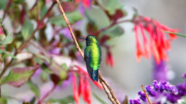 istock Western emerald in a flowering bush 1207980969