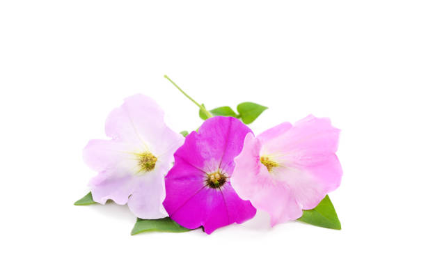 istock Bouquet of purple petunia. 1207983183