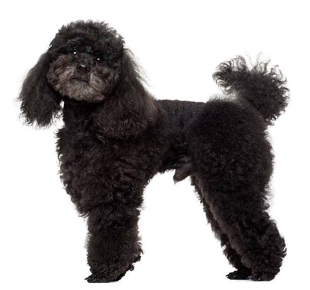 istock Profile of a Poodle, five years old, standing, white background. 120798422