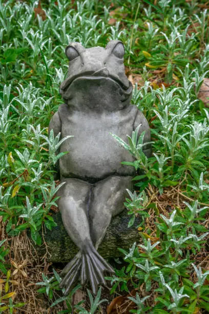 Garden decoration- a stone frog with a big belly sitting in a bed of green plants