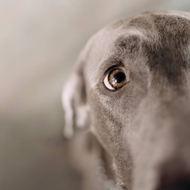close up shot of a weimaraner dog eye indoors close up of a weimaraner dog eye indoors weimaraner dog animal domestic animals stock pictures, royalty-free photos & images