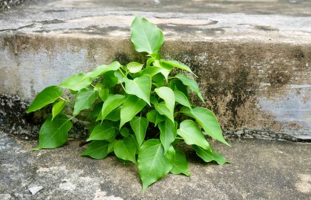 Young Banyan or Sacred Fig Tree in Temple Young Sacred Fig, Bodhi Tree or Ficus Religiosa in A Temple, The Simbolic of Buddhism. banyan tree peepal tree leaf stock pictures, royalty-free photos & images