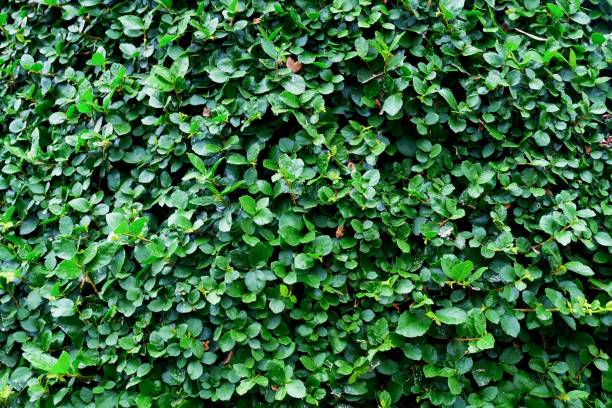 istock Abstract Green Pattern of The Vertical Leaves Background 1207985968