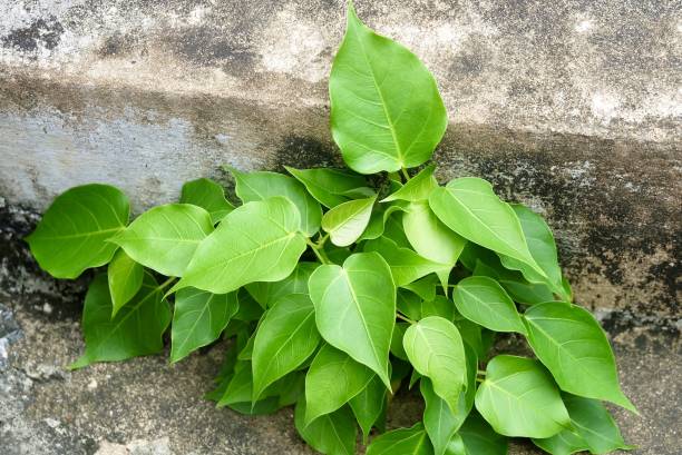 istock Young Banyan or Sacred Fig Tree in Temple 1207985980
