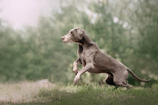 adorable weimaraner dog running outdoors in summer