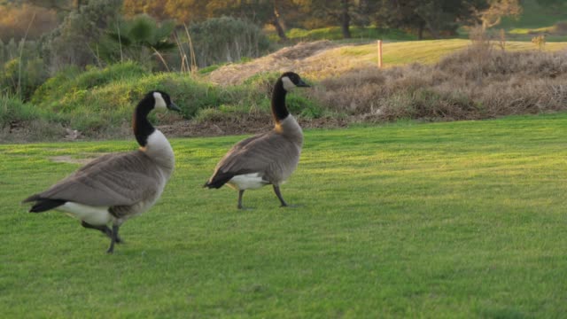 some wild geese in the field during sunset