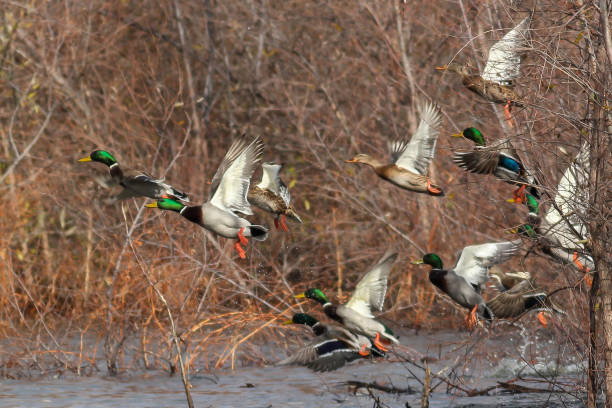 istock Mallard ducks in flight mallards taking off flying 1207988552