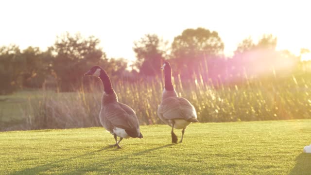 some wild geese in the field during sunset
