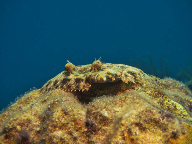 istock Eye of the Peacock flounder 1207989278