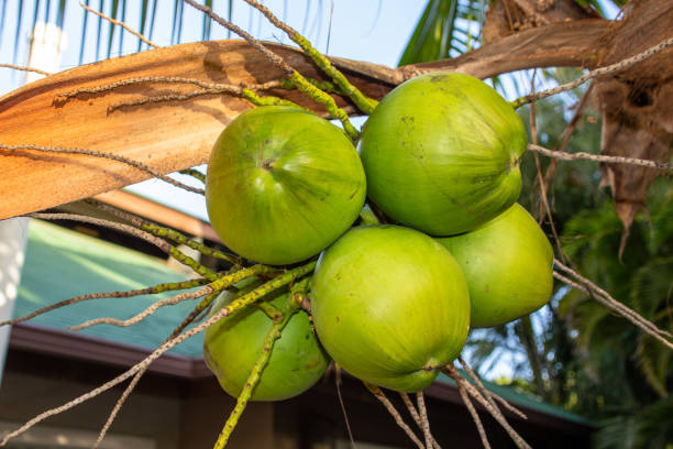 Bunch of fresh coconuts hanging on tropical palm tree