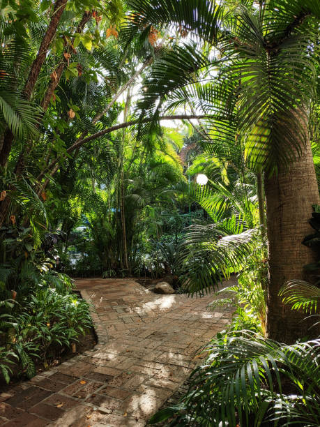 istock tropical garden vegetation 1207990382