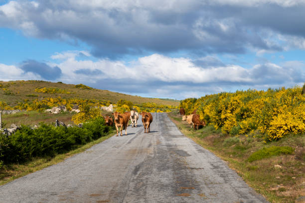 A herd of cows in a rural road near the traditional village of Pitoes das Junias A herd of cows in a rural road near the traditional village of Pitoes das Junias in the North Region of Portugal. mountain famous place livestock herd stock pictures, royalty-free photos & images
