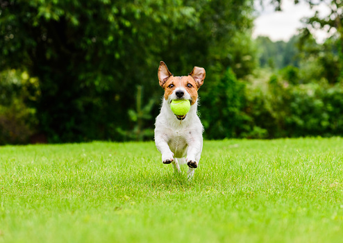 Jack Russell Terrier running with tennis ball in mouth