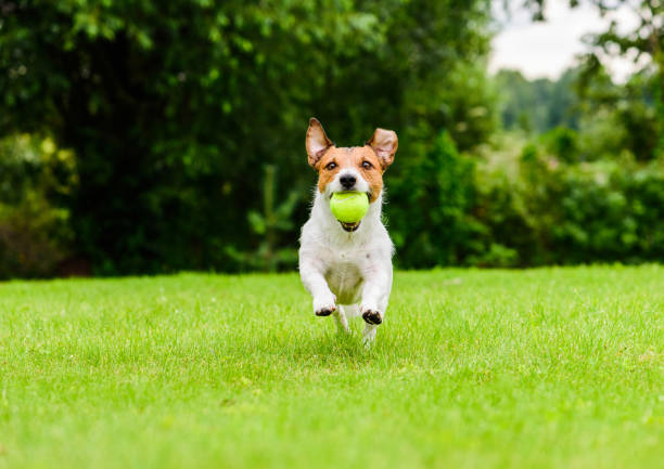 Happy dog actively playing fetch game outdoor on sunny day Jack Russell Terrier running with tennis ball in mouth sports ball photos stock pictures, royalty-free photos & images