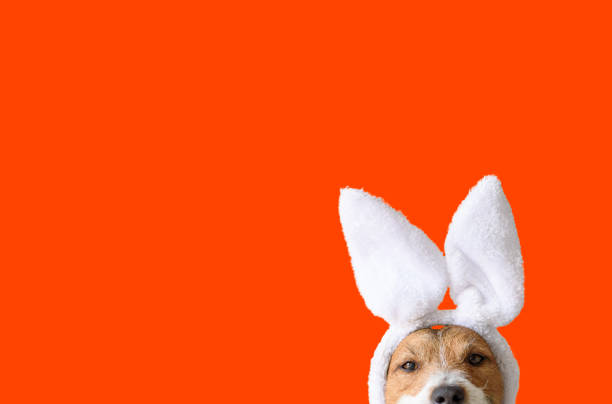 istock Concept of Easter party with amusing dog wearing bunny ears on bright orange background 1207992621