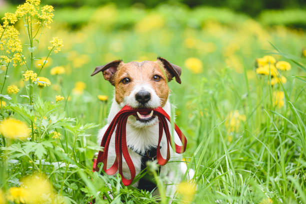 屋外散歩に行くように誘う口の中でリードを保持する犬と春のシーズンのコンセプト - ジャックラッセルテリア ストックフォトと画像