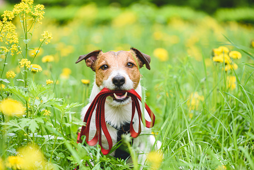 Jack Russell Terrier dog with red leash