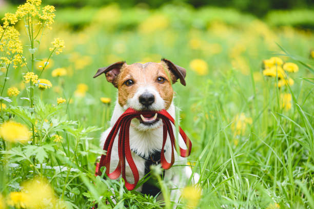 Spring season concept with dog holding leash in mouth inviting to go for walk outdoor Jack Russell Terrier dog with red leash tick animal photos stock pictures, royalty-free photos & images