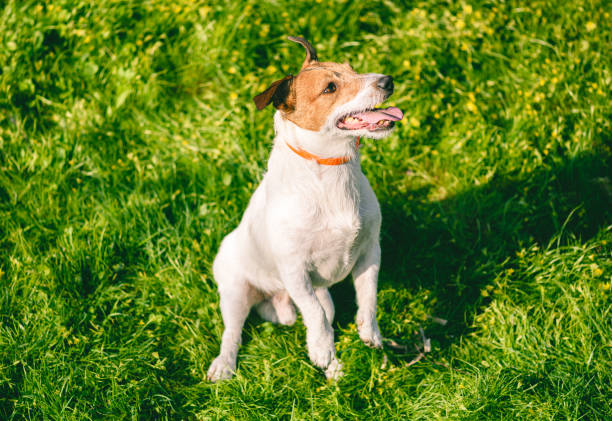 cane felice che indossa il collare anti pulci e zecca giocando nella giornata di sole primaverile all'aperto - tick dog flea pets foto e immagini stock