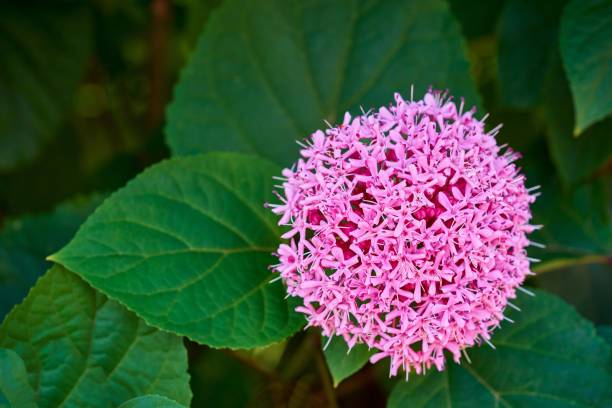 istock One large pink ball-shaped flower close-up 1207993001
