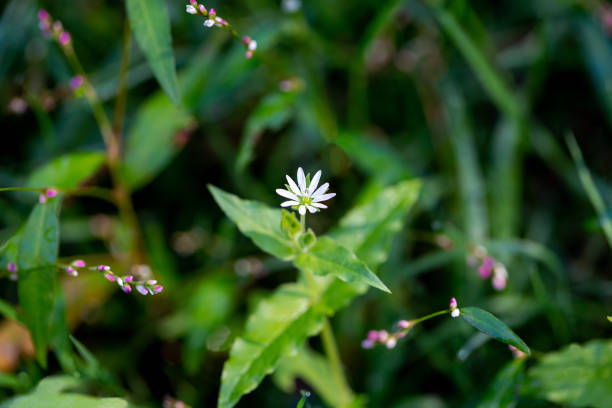 Stellaria media chickweed flower close-up on blurred green grass background, small pink flowers Stellaria media chickweed flower close-up on blurred green grass background, small pink flowers. stellaria media stock pictures, royalty-free photos & images