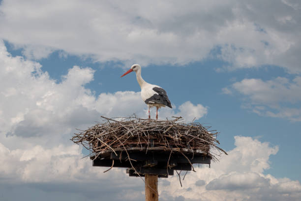 una cigueña llega tarde en el invierno en lo alto del nido - late spring fotografías e imágenes de stock