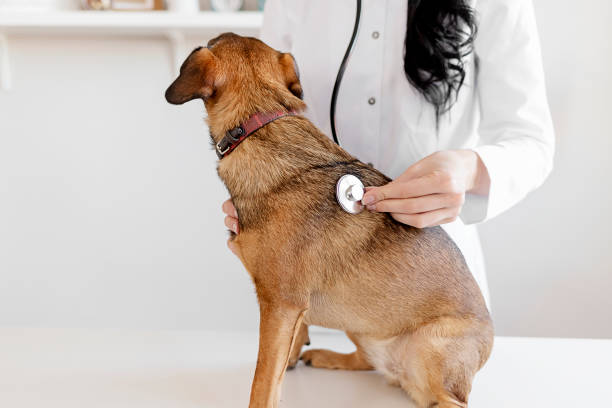istock Checking to see his health's in order 1207996907