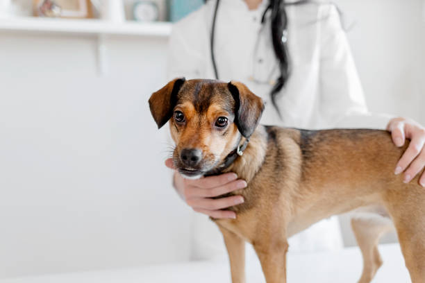 проверка, чтобы увидеть его здоровье в порядке - vet veterinary medicine dog doctor стоковые фото и изображения