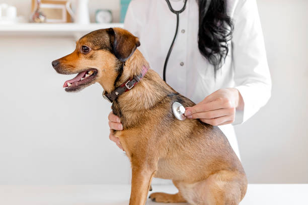 istock Take good care of your pet 1207996991