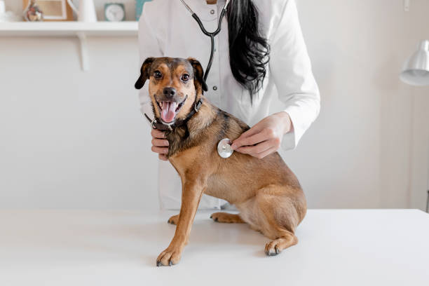 istock Checking how healthy your pet is 1207997096