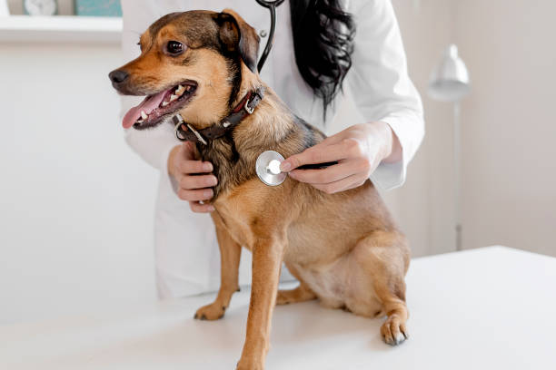 istock Take good care of your pet 1207997106