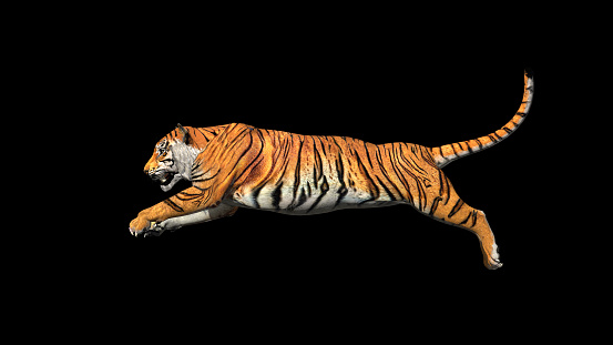 Bengal tiger jump in the air pose with 3d rendering include work path for alpha.