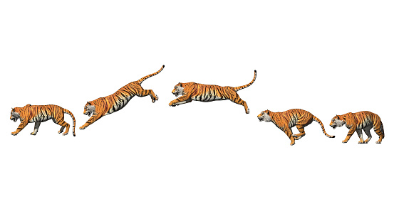 Bengal tiger pose jump animation with pose to pose by 3d rendering include work path for alpha.