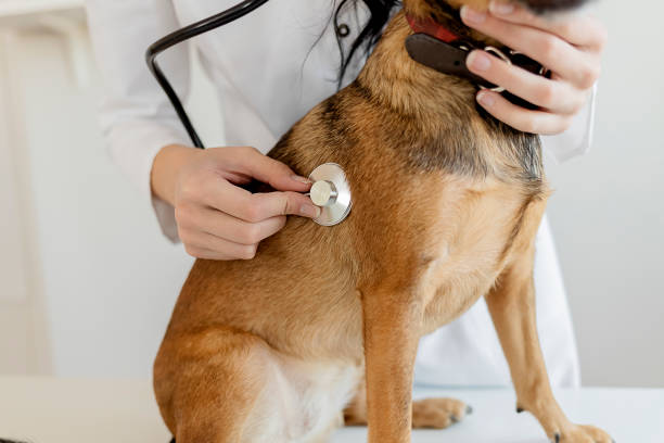 istock Regular check-ups are essential to canine health 1207997697