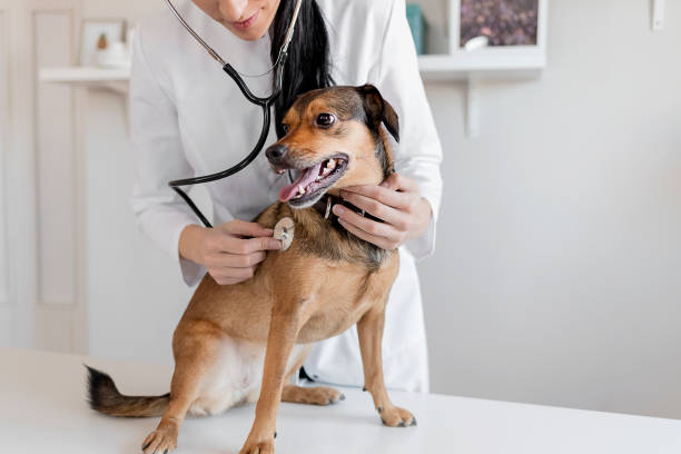 examen de un paciente peludo - pets dog office vet fotografías e imágenes de stock