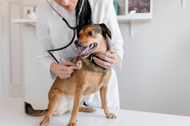 毛むくじゃらの患者を調べる - pets dog office vet ストックフォトと画像