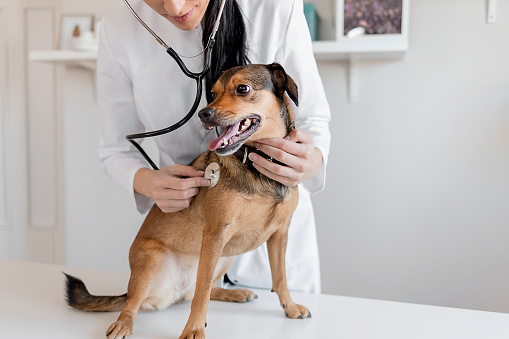 Shot of Veterinarian Hands Checking Dog by Stethoscope in Vet Clinic. Concept of Care, Education, Training and Raising of Animals. Veterinary Clinic Concept. Services of a Doctor for Animals, Health and Treatment of Pets