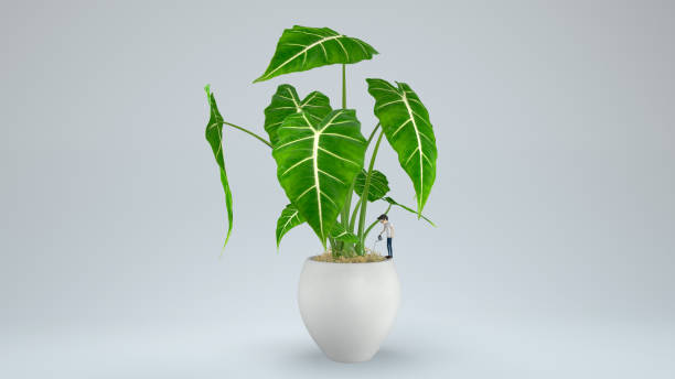 istock A man water the alocasia plants growth inside white pot with 3d rendering include work path. 1207997709