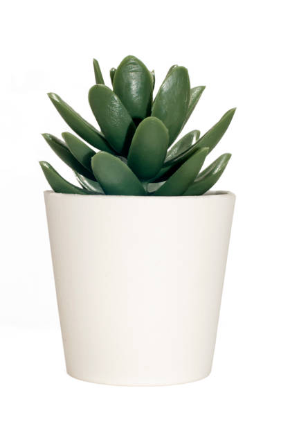 istock The nice small tree in white pot for decoration with work path for alpha channel. 1207997752