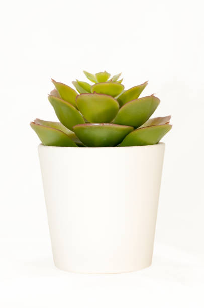 istock The nice small tree in white pot for decoration with work path for alpha channel. 1207997755