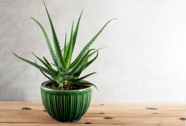 istock aloe vera plant for skin care 1207997885