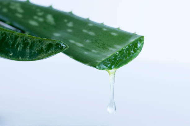 istock aloe vera plant for skin care 1207997943