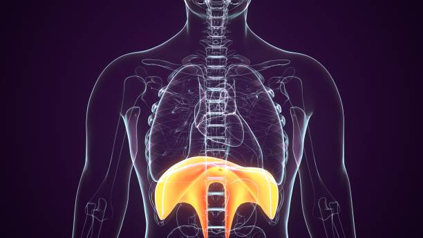 istock Human Diaphragm Anatomy Illustration . 3D render 1207997957